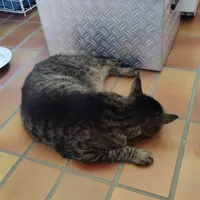 katze_1.jpg