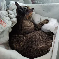 katze_2.jpg